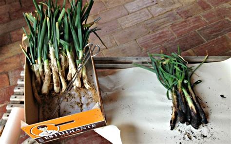  Calçots! A Celebration of Charred Sweetness and Smoky Savory Depth